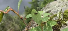 Acmaeops discoideus thumbnail 2