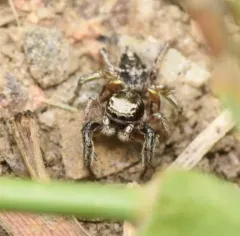 Habronattus cuspidatus thumbnail 3