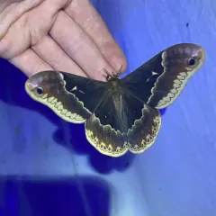 Tulip-tree Silkmoth thumbnail 4