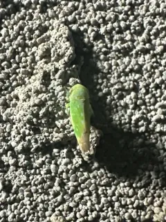 Tamarix Leafhopper thumbnail 3