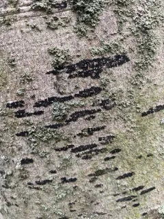 Ascodichaena rugosa thumbnail 2