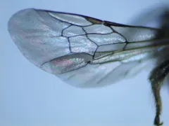 Dufourea trochantera thumbnail 4