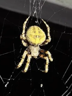 Araneus andrewsi thumbnail 3