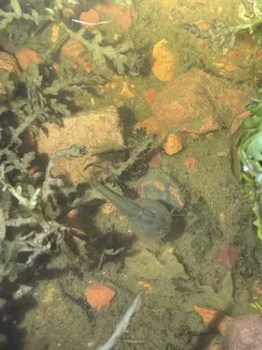 Longtail Tadpole Shrimp thumbnail 4