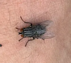 Friendly Flesh Fly thumbnail 4