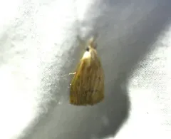 Bulrush Veneer thumbnail 3