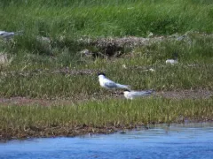 Sandwich Tern thumbnail 3