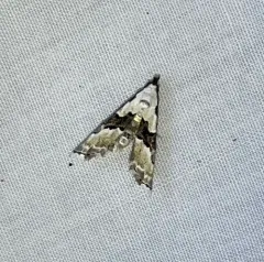 Thin-winged Owlet thumbnail 3