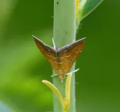 Xanthophysa psychicalis thumbnail 3