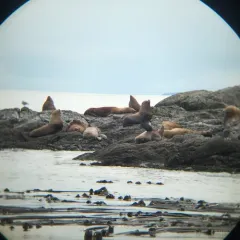 Steller Sea Lion thumbnail 2