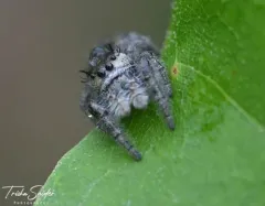 Phidippus insignarius thumbnail 2