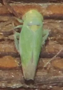 Tamarix Leafhopper