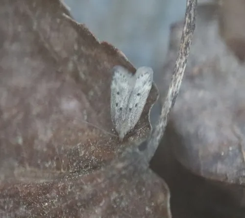 Ten-spotted Honeysuckle Moth