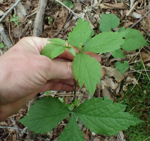 large-fruited sanicle