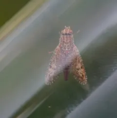 Paracantha gentilis thumbnail 3