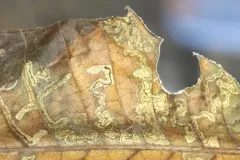 Stigmella castaneaefoliella thumbnail 2
