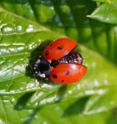 California Lady Beetle thumbnail 4
