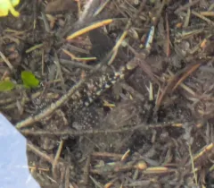Saddleback Sculpin thumbnail 3