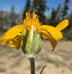Woolly Mock Goldenweed thumbnail 1