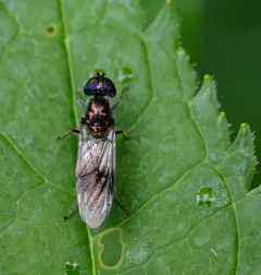 Clouded Centurion Fly thumbnail 3