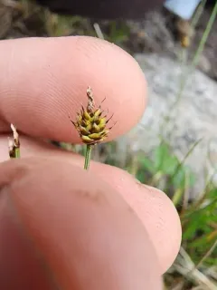 Capitate Sedge thumbnail 1