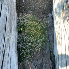 Klamath fleabane thumbnail 2
