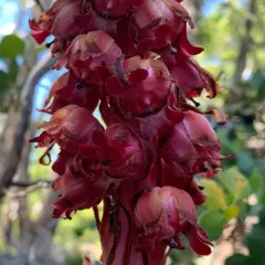 Snowplant thumbnail 4