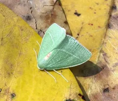 Bank's Emerald Moth thumbnail 4
