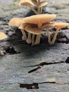 Dingy Twiglet thumbnail 4