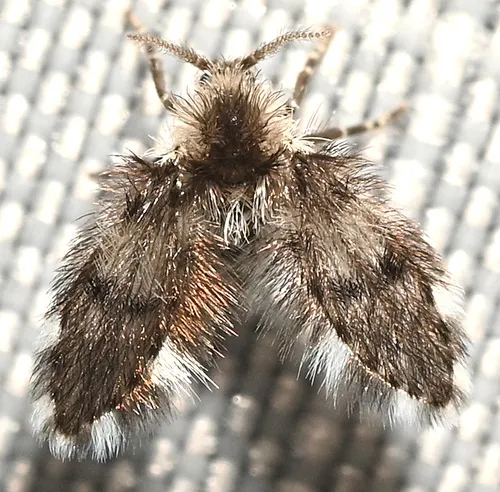 Clytocerus americanus