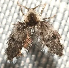 Clytocerus americanus thumbnail 1