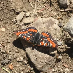 Gillett's Checkerspot thumbnail 3
