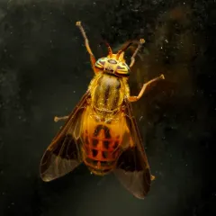 Mountain Deer Fly thumbnail 2