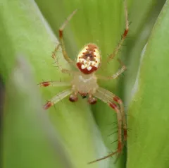 Red-backed Orbweaver thumbnail 4