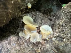 Peziza alcis thumbnail 2