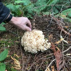Western cauliflower mushroom thumbnail 2