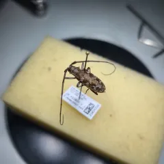 Monochamus obtusus thumbnail 4