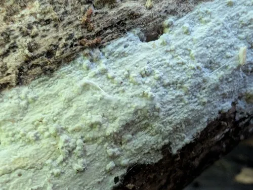 Lyomyces orientalis