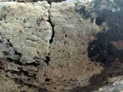 Spiny Webcrust thumbnail 2