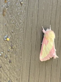 Pink Prominent thumbnail 3
