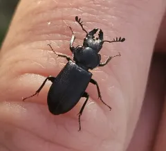 Aspen stag beetle (western) thumbnail 4