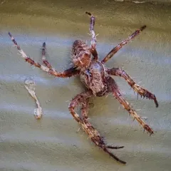 Fierce Orbweaver thumbnail 2