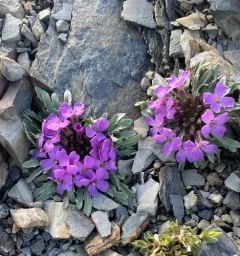 Pallas' Wallflower thumbnail 2