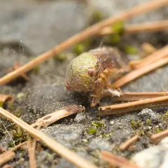 Ophiderma flava thumbnail 4