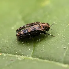 Oval Jewel Beetle thumbnail 4
