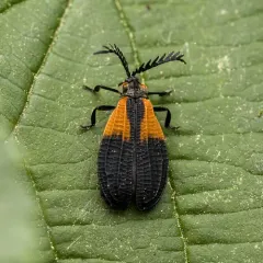 Terminal Net-winged Beetle thumbnail 4