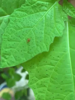 Anystis baccarum thumbnail 4