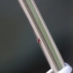 Thick-spined Jumping Spider thumbnail 3