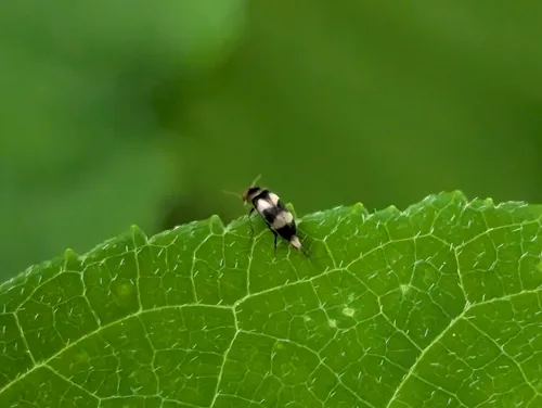 Three-banded Tumbling Flower Beetle