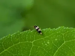 Three-banded Tumbling Flower Beetle thumbnail 1